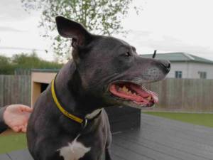 Betsy - female Terrier (Staffordshire Bull) Photo