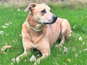 Harry - male Retriever (Labrador) Cross Photo