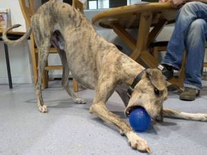 Caleb - male Lurcher Photo