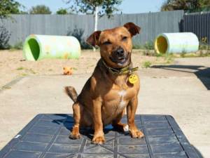 Ruggin - male Terrier (Jack Russell) Photo