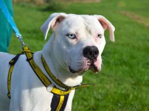 Polo - male American Bulldog Photo