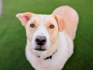 Elsa - female Retriever (Labrador) Cross Photo