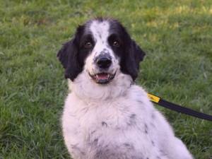 Hamilton - male Spaniel (English Springer) Photo