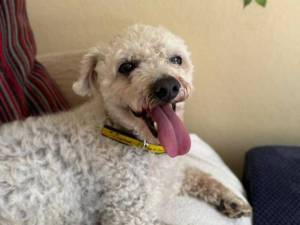 Bubbles - male Bichon Frise Photo