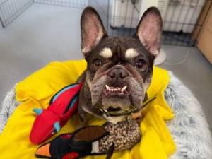 Lola - female French Bulldog Photo