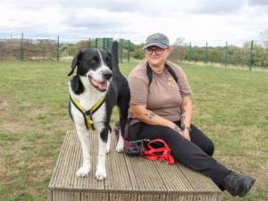 Boots - male Retriever (Labrador) Cross Photo