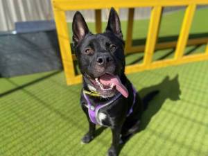 Malcolm - male Akita Photo