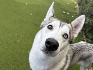 Nala - female Siberian Husky Photo