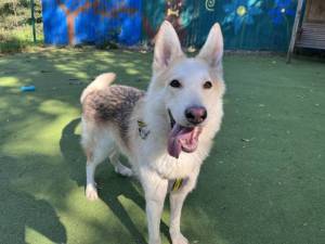 Zero - male German Shepherd Dog Cross Photo