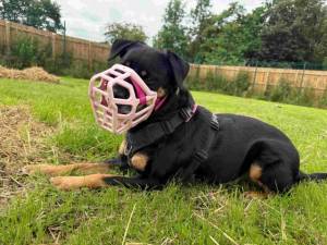 Twiglet - female Crossbreed Photo