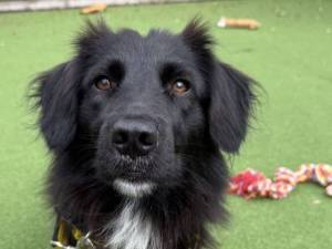 Tilly&hearts; - female Crossbreed Photo