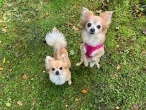 Amy - female Chihuahua (Long Coat) Photo