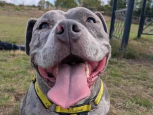Gigi - female American Bully Pocket Photo
