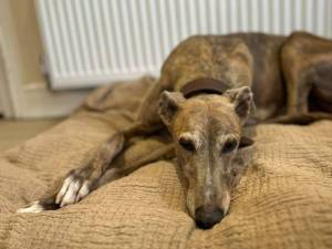 Dione - female Greyhound Photo