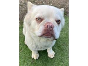 Kiefer - Male French Bulldog Photo