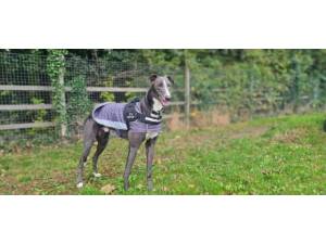 Ray - Male Greyhound Photo