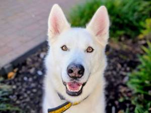 Norman - male Siberian Husky Photo