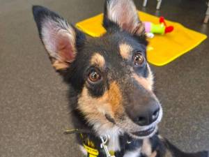 Farl - female Collie (Border) Cross Photo