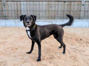 Princess - female Retriever (Labrador) Cross Photo