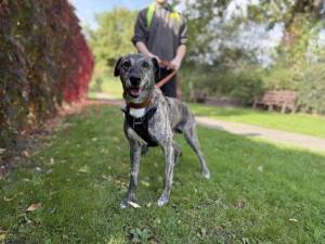 Gino - male Lurcher Photo