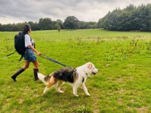 Charlie Crossbreed - male Crossbreed Photo