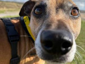 Spud - male Terrier (Staffordshire Bull) Cross Photo