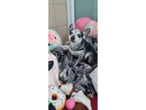 George - Male Chihuahua Photo