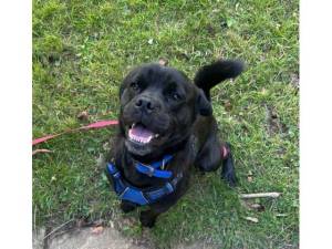 Benedict - Male Pug Photo