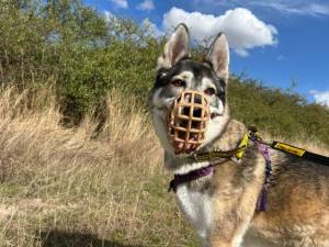 Jessie - female Siberian Husky Cross Photo