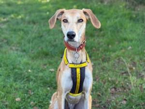 Wilson - male Lurcher Cross Photo