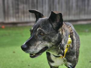 Princess - female Crossbreed Photo