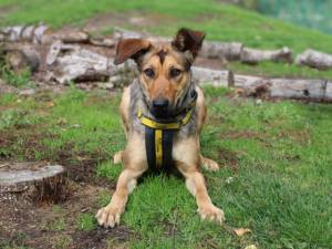 Narla - female German Shepherd Dog Cross Photo