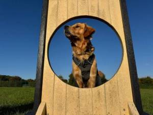 Steve - male Retriever (Golden) Photo