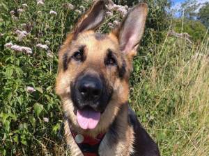 Rik - male German Shepherd Dog Photo