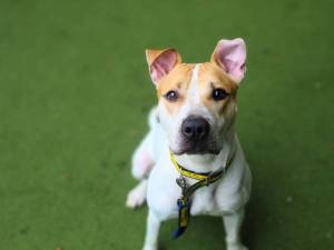 Nova - female American Bulldog Photo