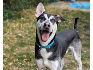 Tetley - Male Dogs Photo