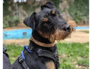 Mowgli - Male Jack Russell Terrier Photo