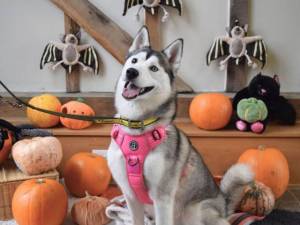 Arabella - female Siberian Husky Photo