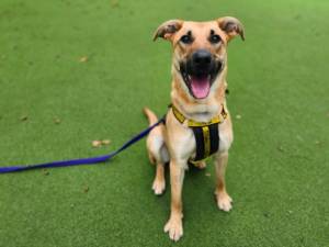 Tailor - male German Shepherd Dog Cross Photo