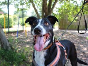 Frederick - male Lurcher Cross Photo