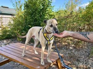 Tony - male Lurcher Photo
