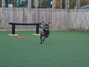 Apollo - male Terrier (Staffordshire Bull) Photo
