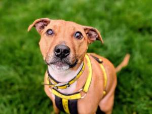 Coco - female Terrier (Staffordshire Bull) Cross Photo