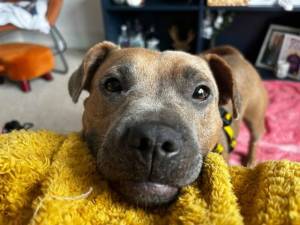 Ivy - female Terrier (Staffordshire Bull) Cross Photo