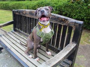 Pie - female Terrier (Staffordshire Bull) Photo