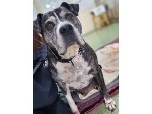 Hughie - Male Boxer Photo