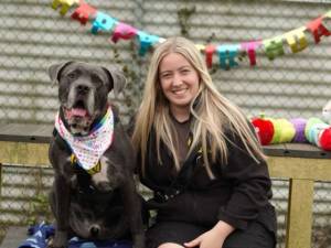 Moose - male Italian Corso Dog Cross Photo