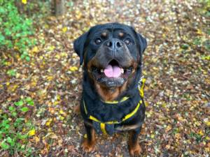 Hudson - male Rottweiler Photo