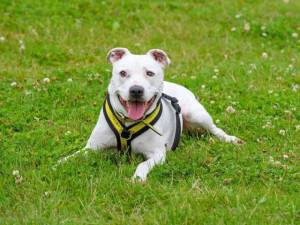 Tetley - male Terrier (Staffordshire Bull) Cross Photo