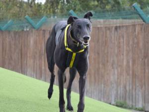 Banter - male Greyhound Photo